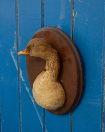 TD247 Pink-footed Duck Trophy