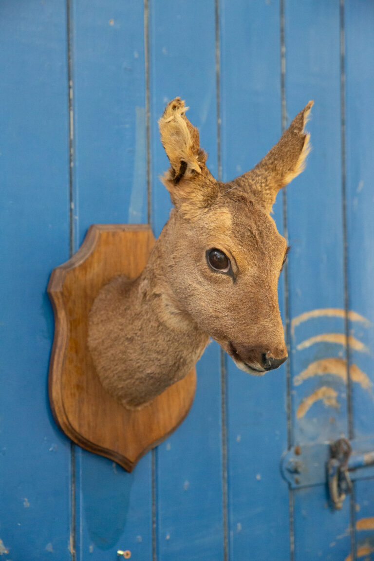 TD249 Deer Trophy