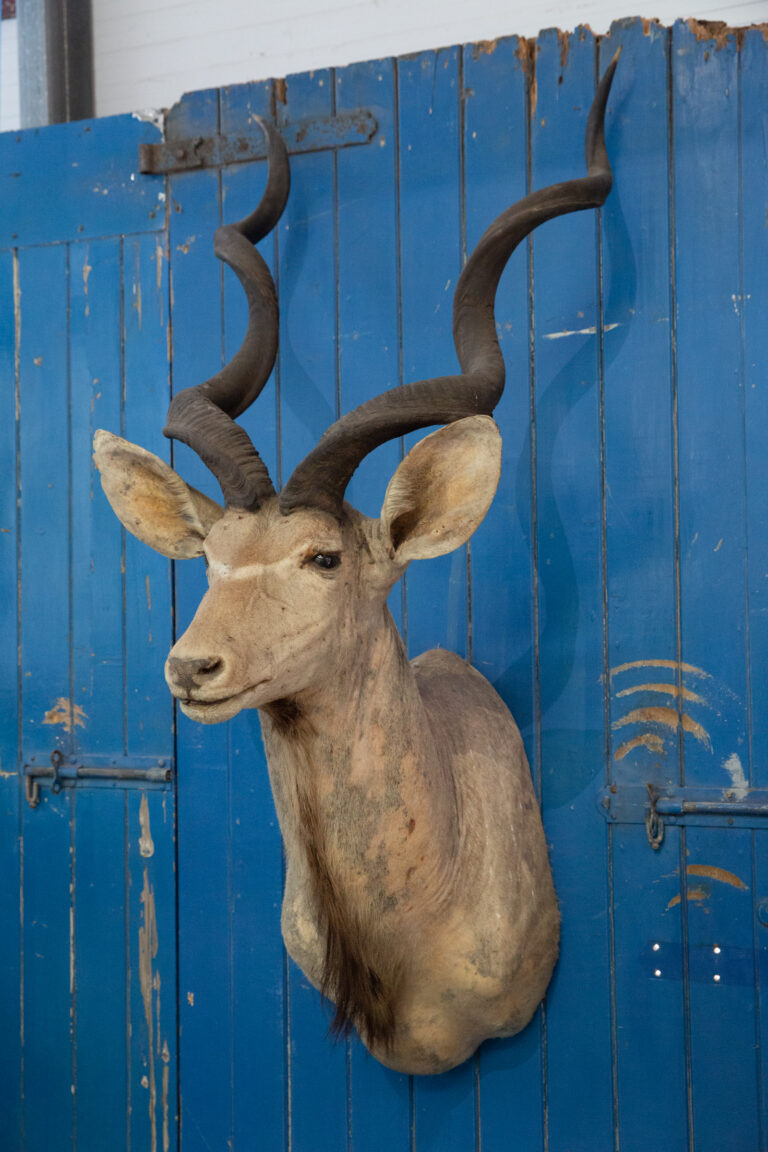 TD258 Kudu Mount