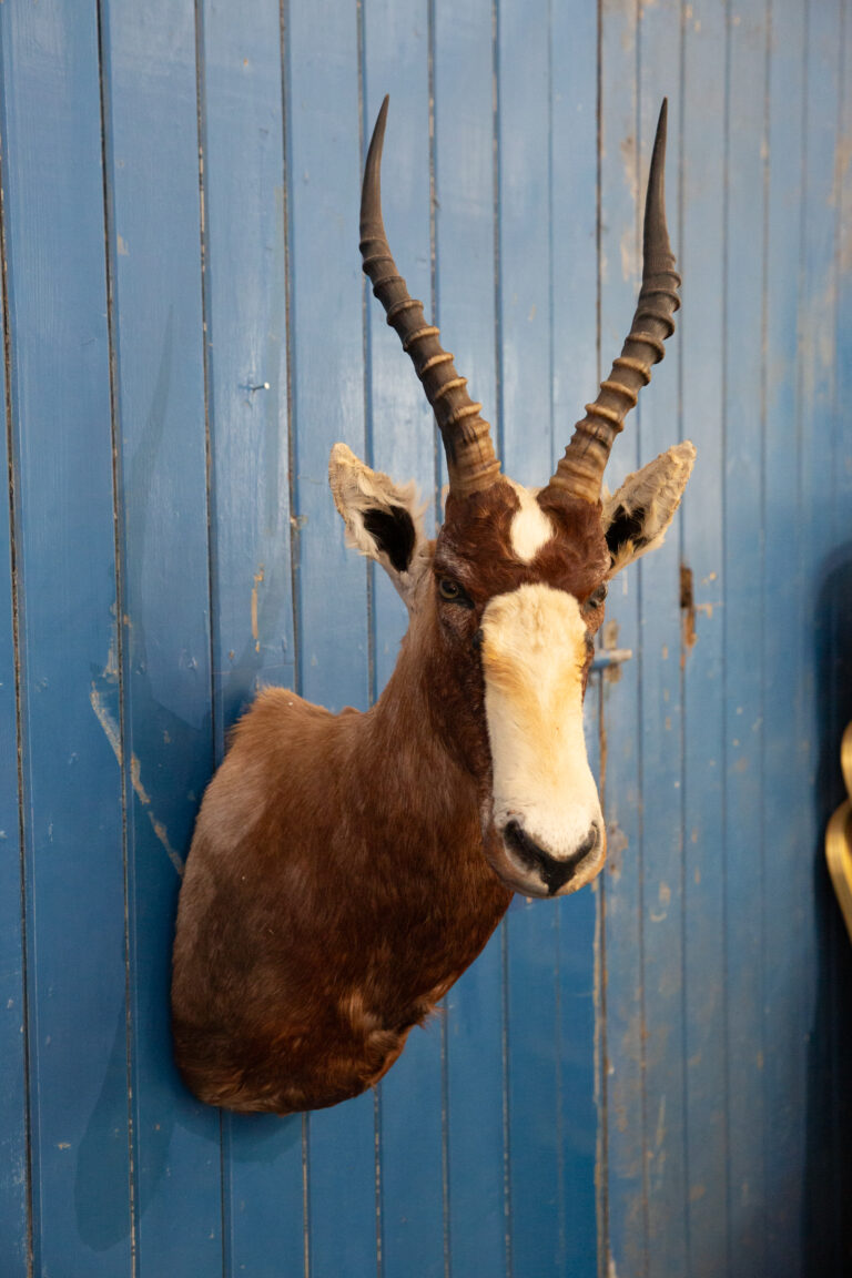 TD255 Blesbok Mount