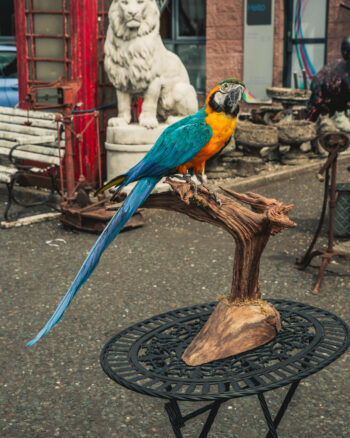 TD239 Macaw on Large Branch