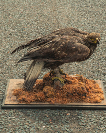 TD245 Golden Eagle on Base