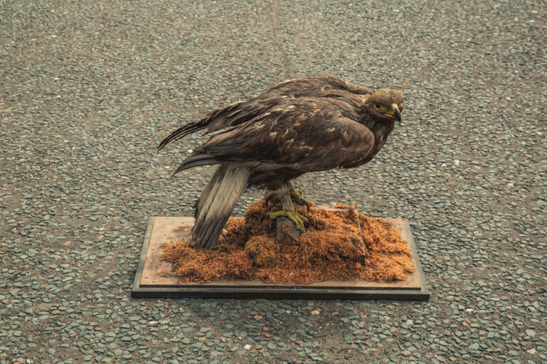 TD245 Golden Eagle on Base