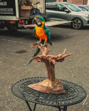 TD239 Macaw on Large Branch