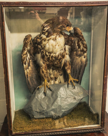 TD243 Sea Eagle in Glass Case