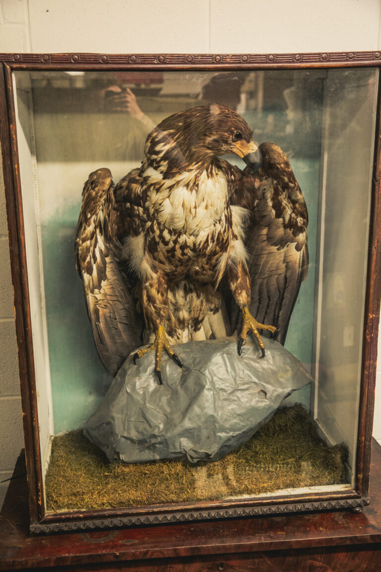 TD243 Sea Eagle in Glass Case