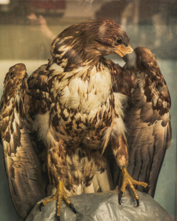 TD243 Sea Eagle in Glass Case