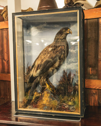 TD242 Sea Eagle in Glass Case