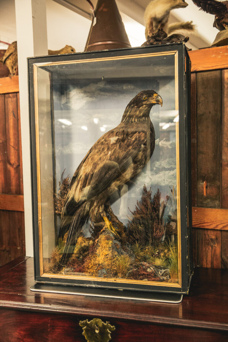 TD242 Sea Eagle in Glass Case