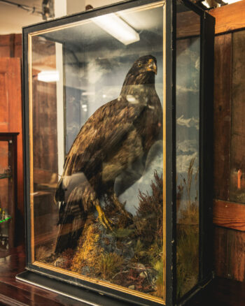 TD242 Sea Eagle in Glass Case