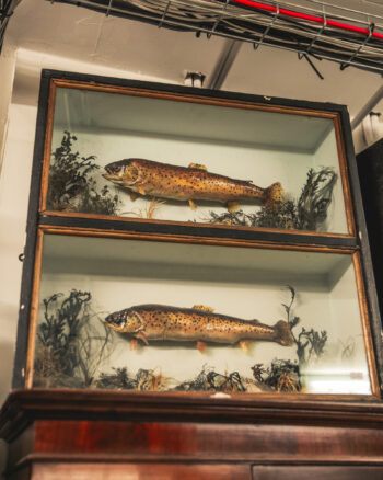 TD259 Trout Display Case