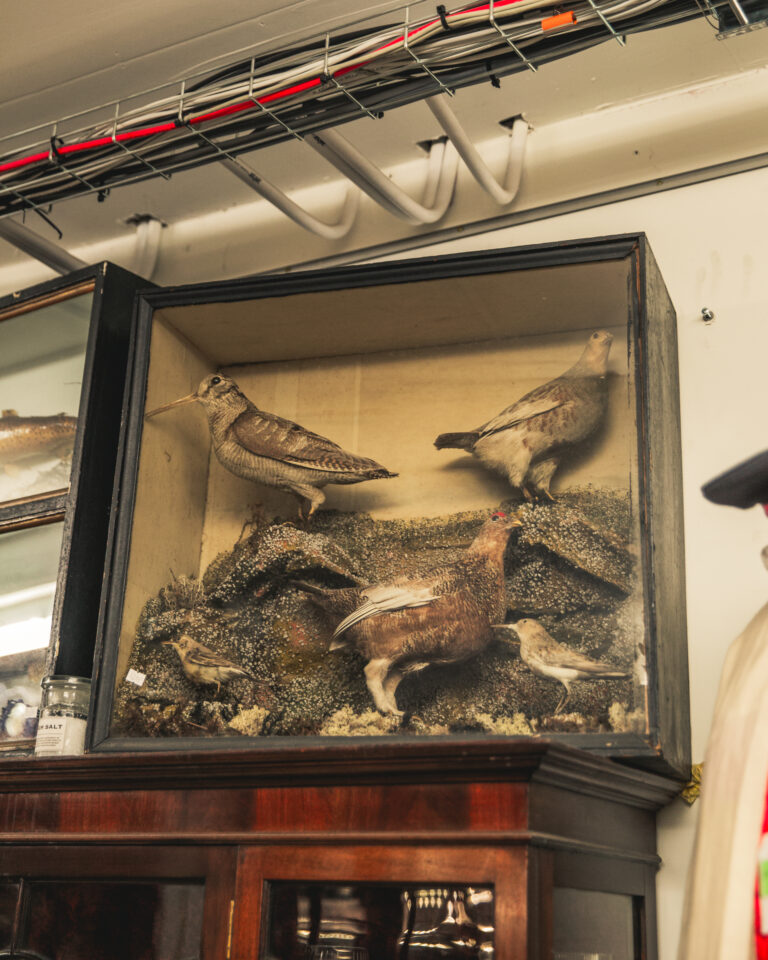 TD260 British Birds Display Case