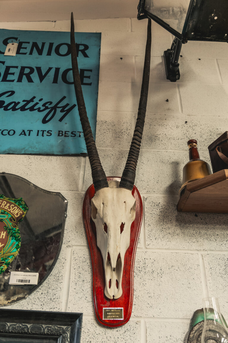 TD267 Oryx Antelope Skull