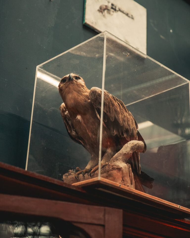TD268 Tawny Eagle in Glass Case