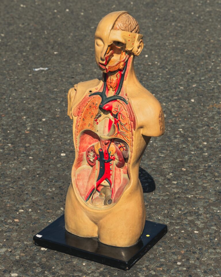 1950s Medical Human Anatomy Model