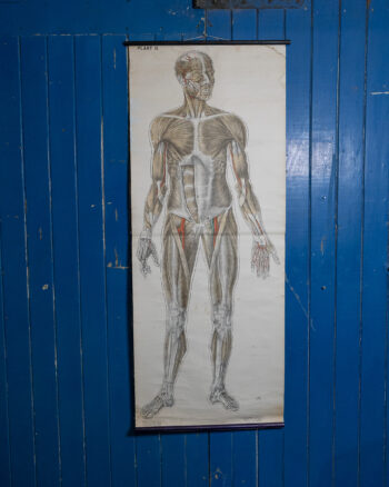 Vintage Human Full Size Anatomical Chart