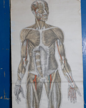 Vintage Human Full Size Anatomical Chart