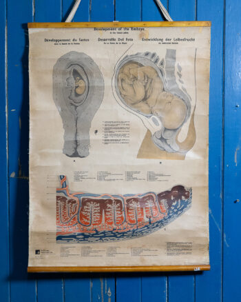 ‘Development of the Embryo’ Medical Chart