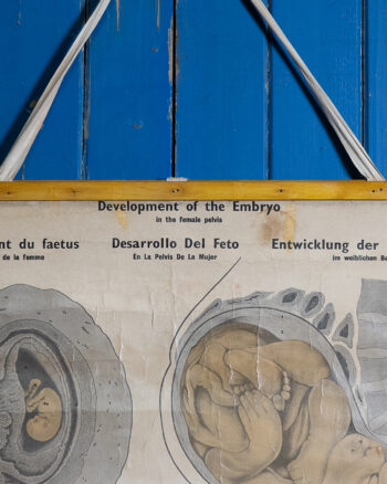 ‘Development of the Embryo’ Medical Chart