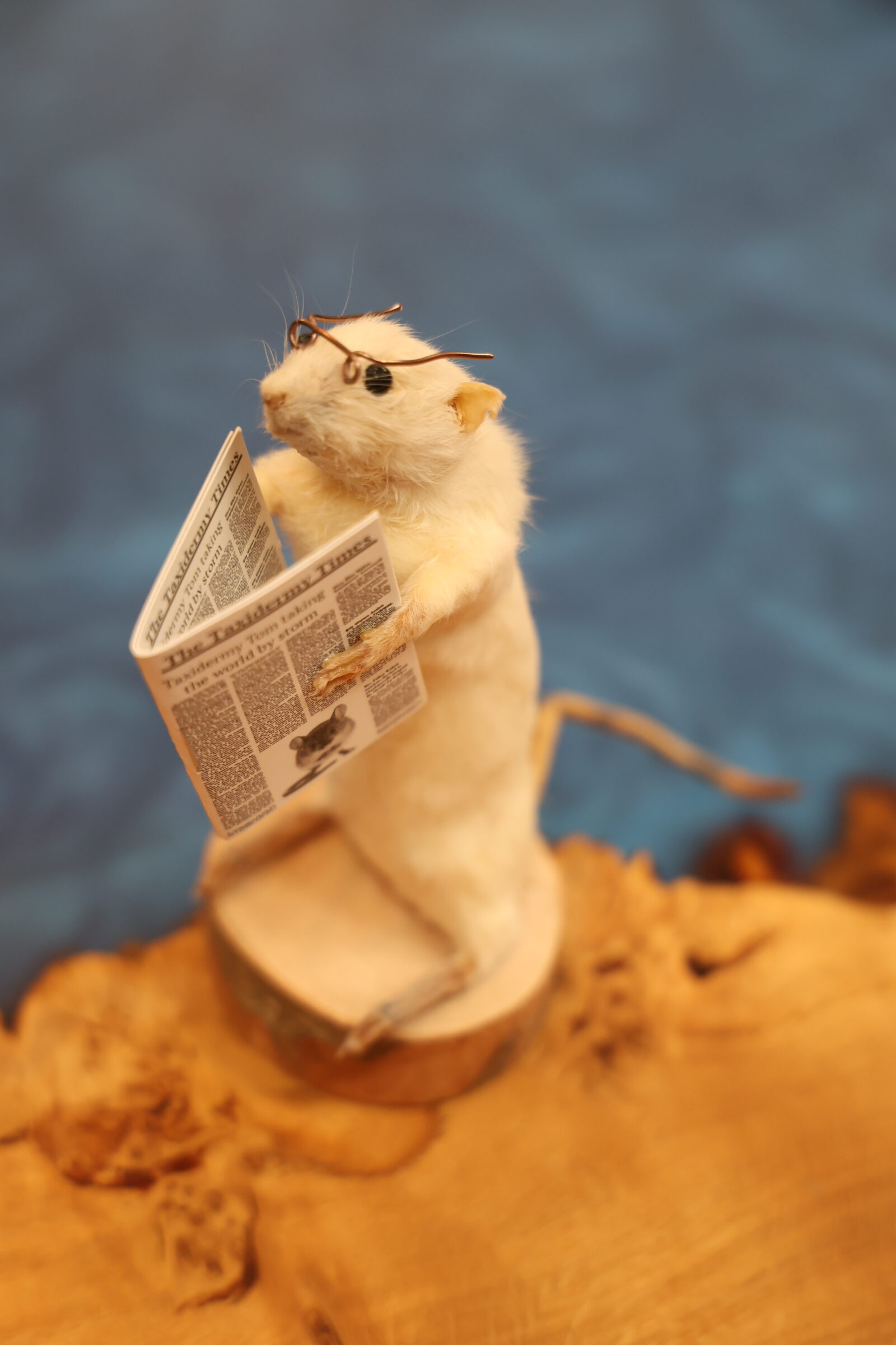 TD282 Taxidermy Mouse with Newspaper
