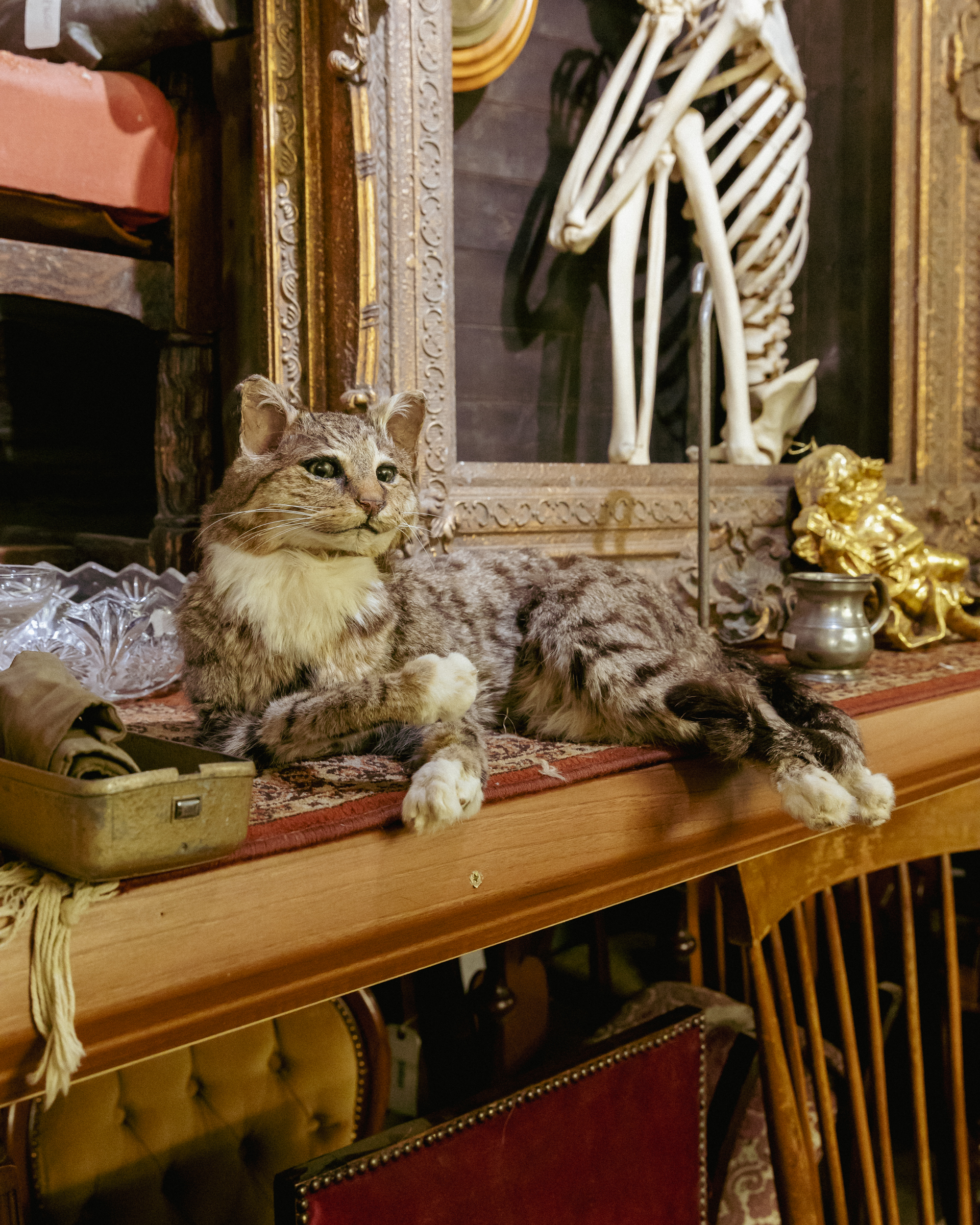 TD299 Taxidermy Cat