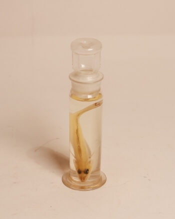 Juvenile Whiting Fish Wet Specimen