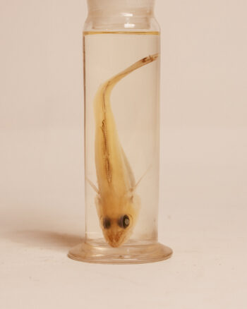 Juvenile Whiting Fish Wet Specimen