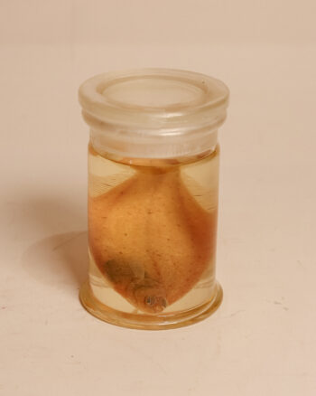Juvenile European Dab Fish Wet Specimen