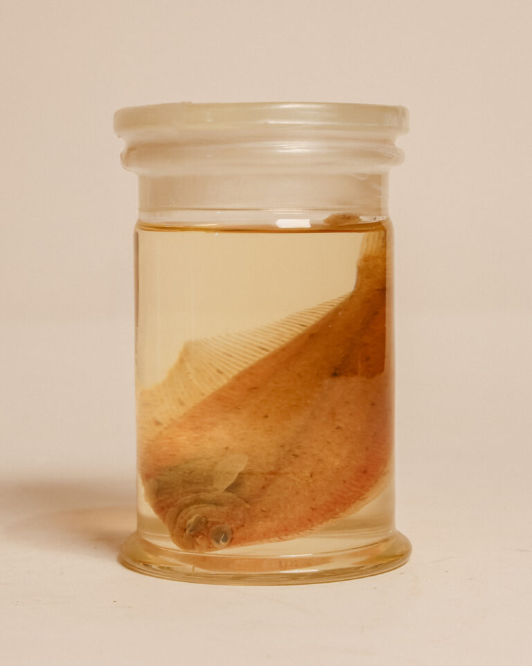 Juvenile European Dab Fish Wet Specimen
