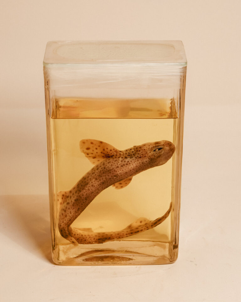 Lesser Spotted Dogfish Wet Specimen