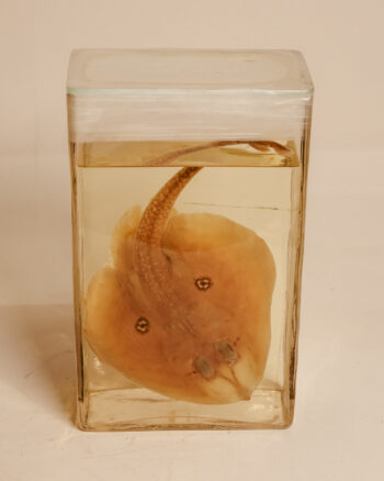 Cuckoo Ray Wet Specimen