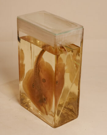 Cuckoo Ray Wet Specimen