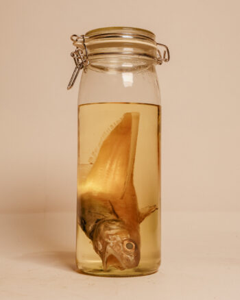 Roundnose Grenadier Fish Wet Specimen