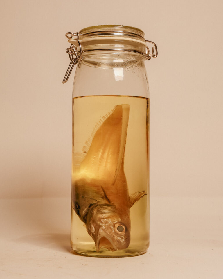 Roundnose Grenadier Fish Wet Specimen