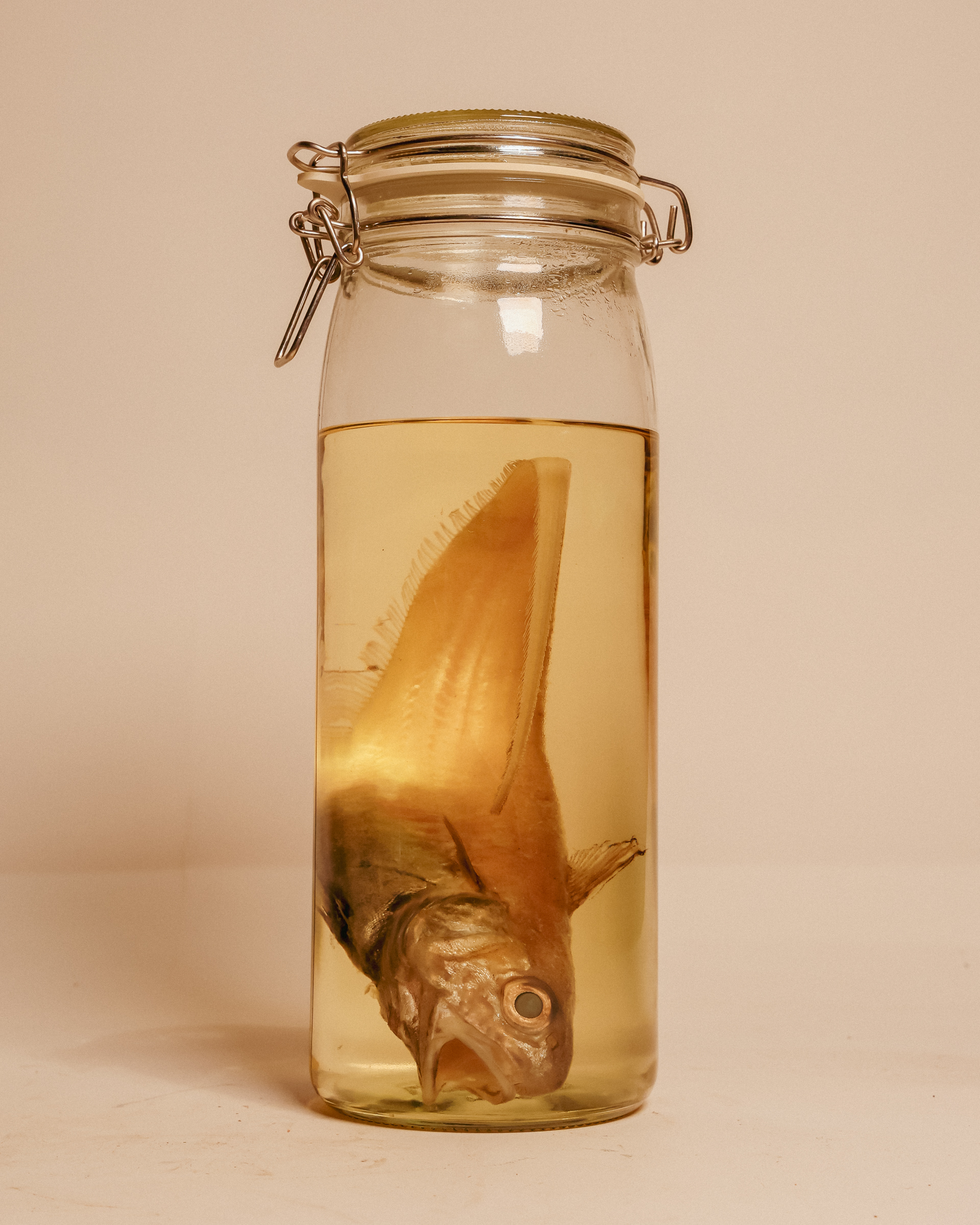 Roundnose Grenadier Fish Wet Specimen