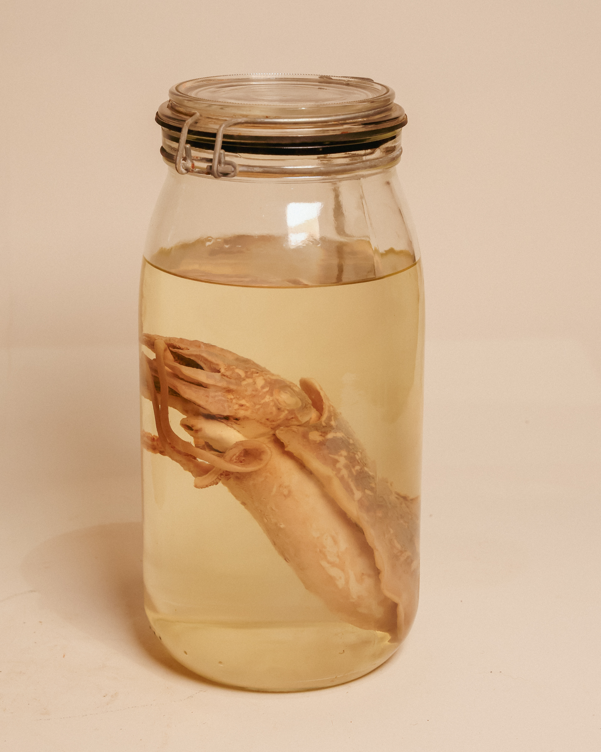 European Cuttlefish Wet Specimen