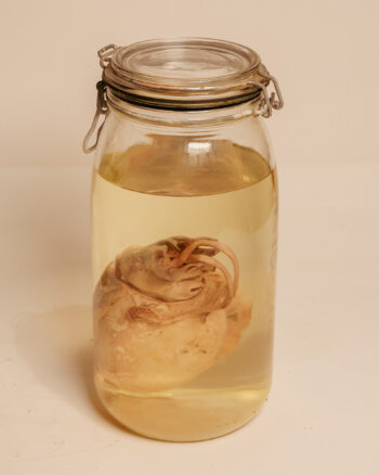 European Cuttlefish Wet Specimen