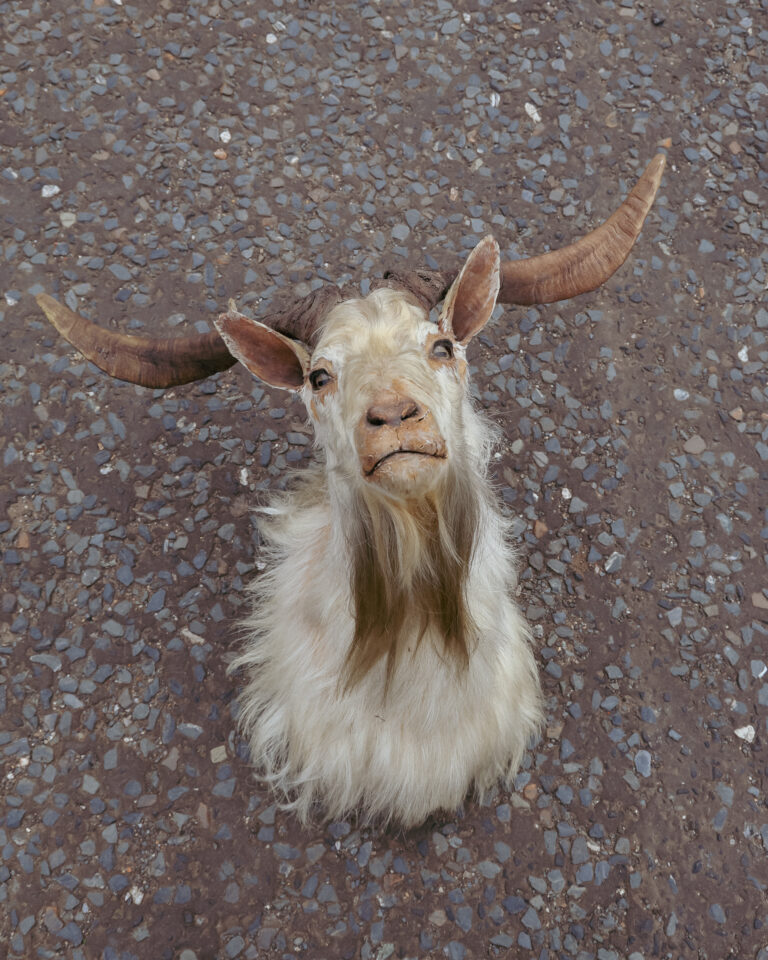 TD323 Goat Shoulder Mount