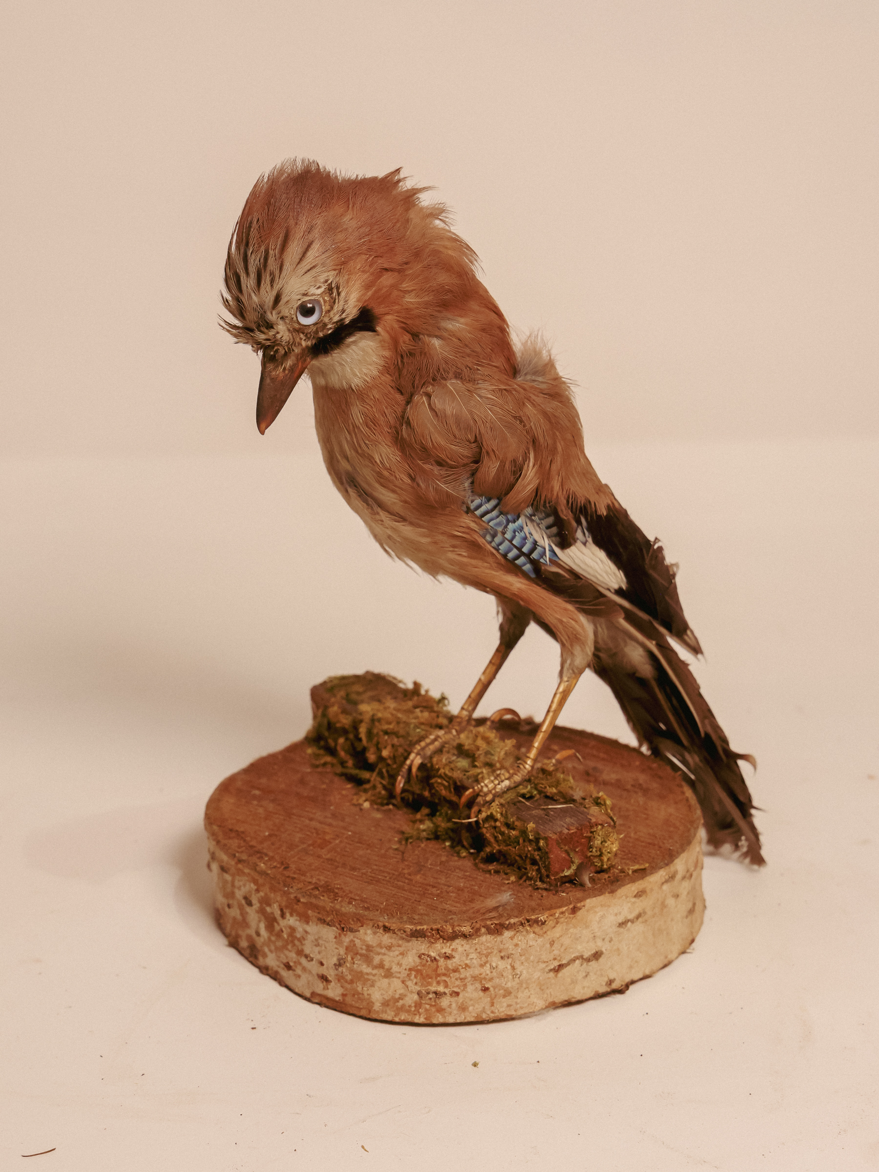 TD320 Jay Bird on Wooden Base