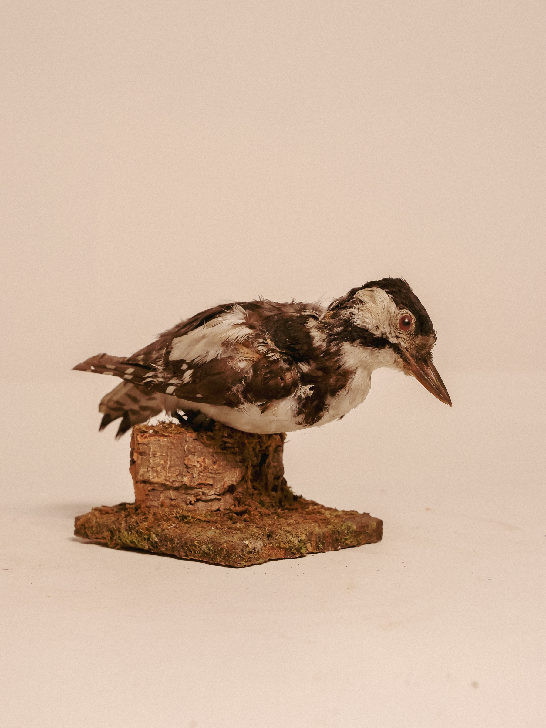TD318 Woodpecker on Wooden Base