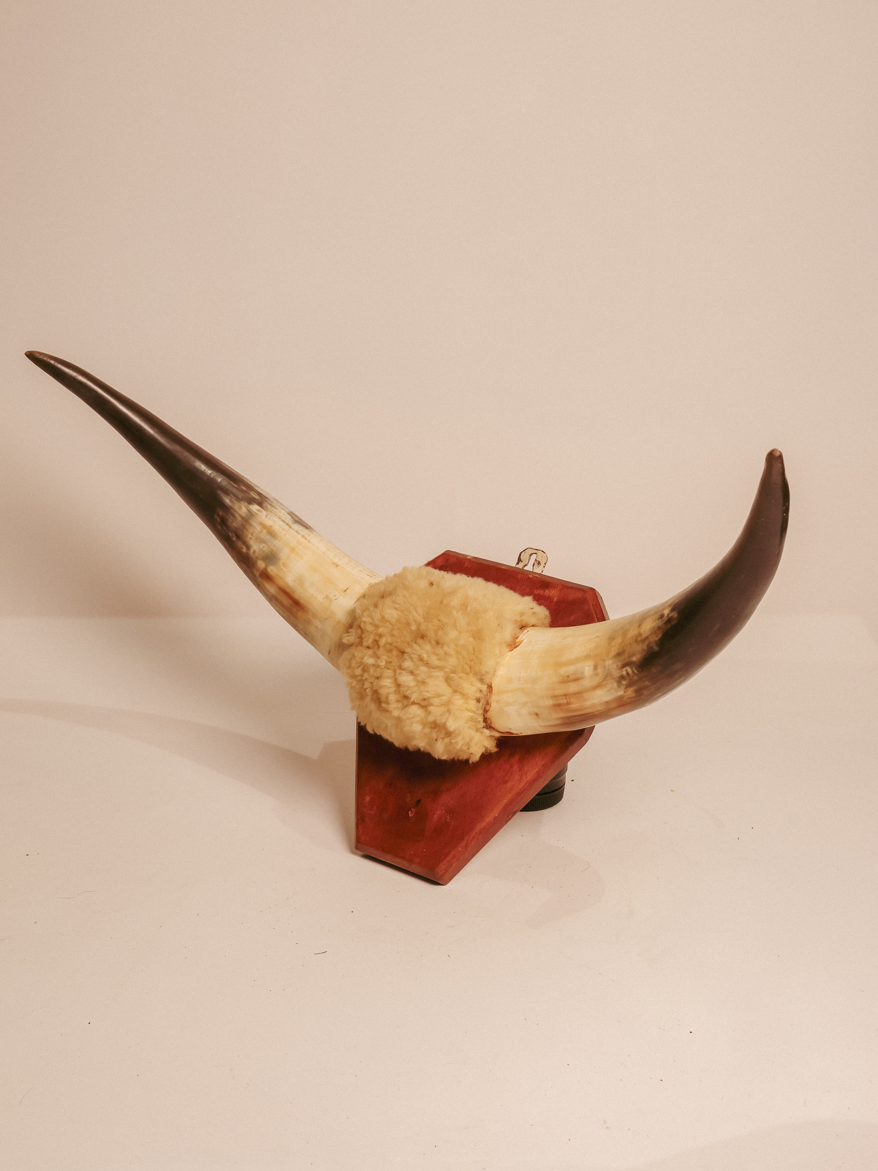TD316 Mounted Bull Horns