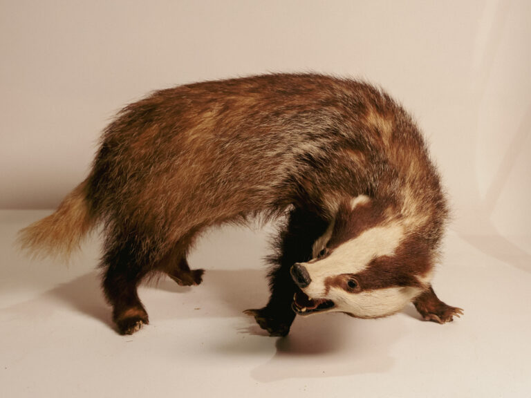 TD311 Ferocious Badger Full Mount