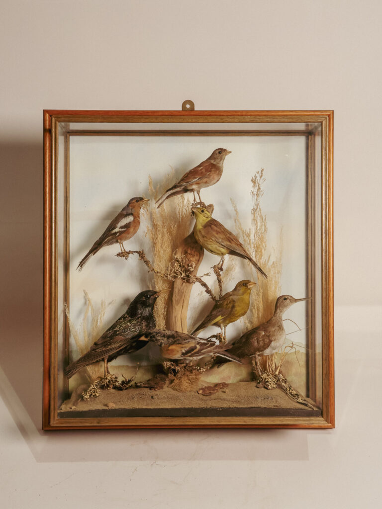 TD315 Display Case of 7 Birds