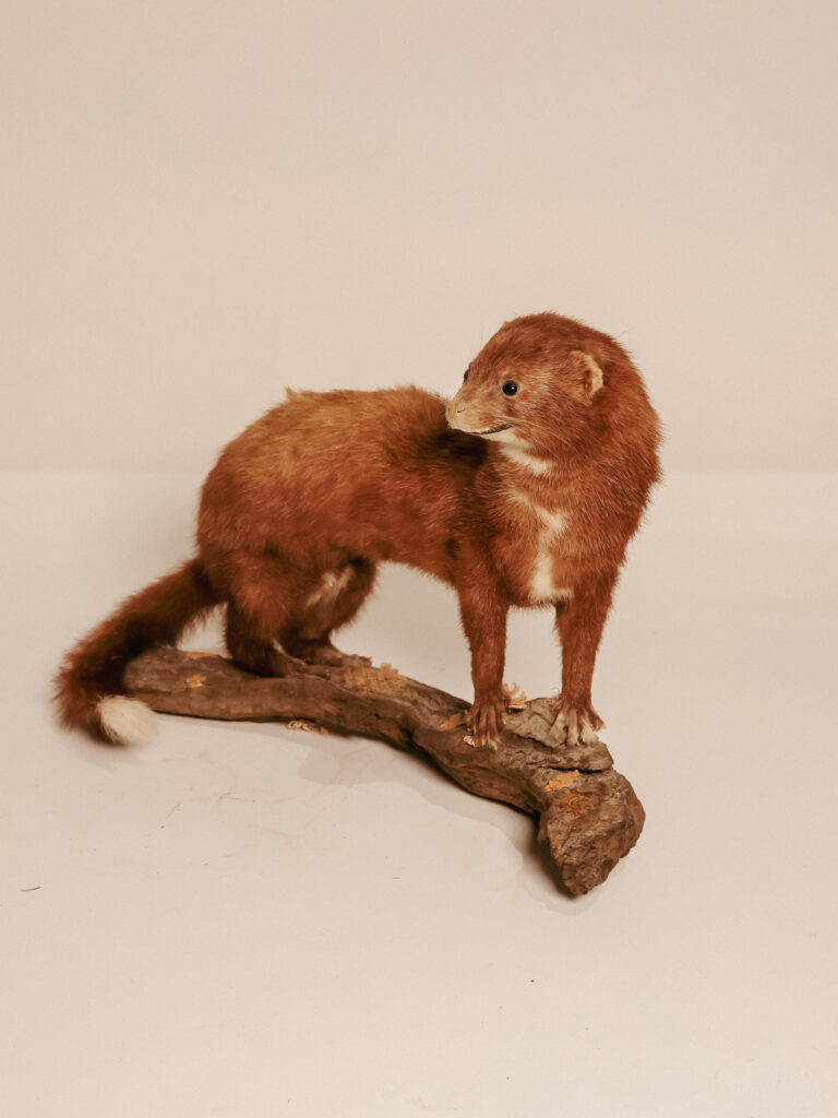 TD312 Mink on Branch