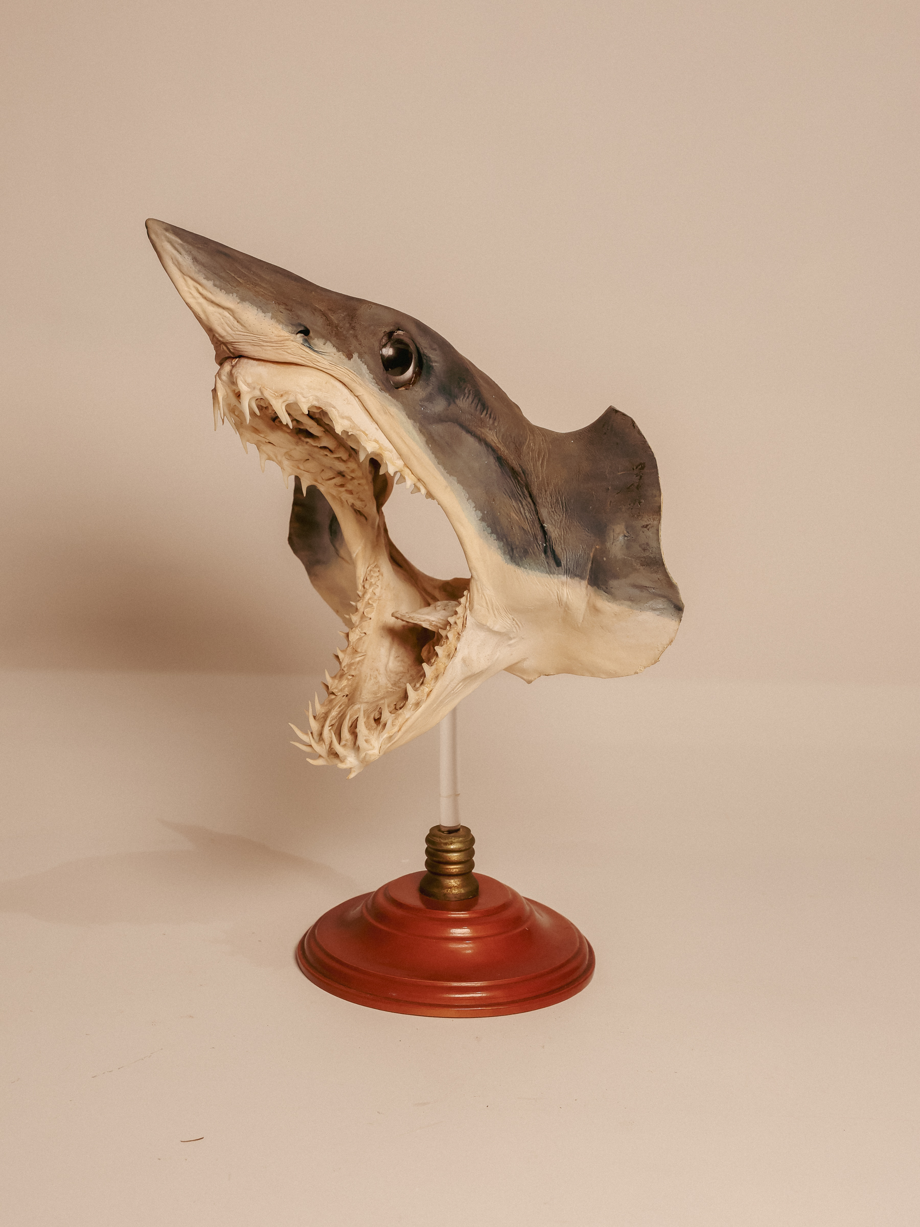 TD305 Mako Shark Head