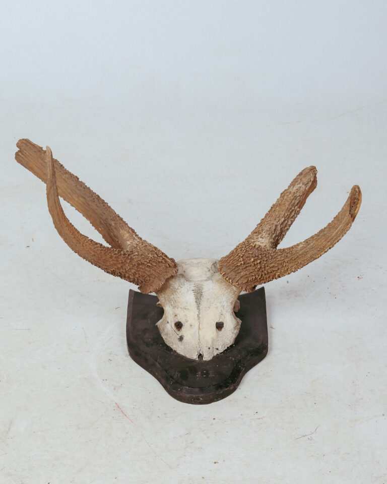 TD327 Deer Antler Trophy