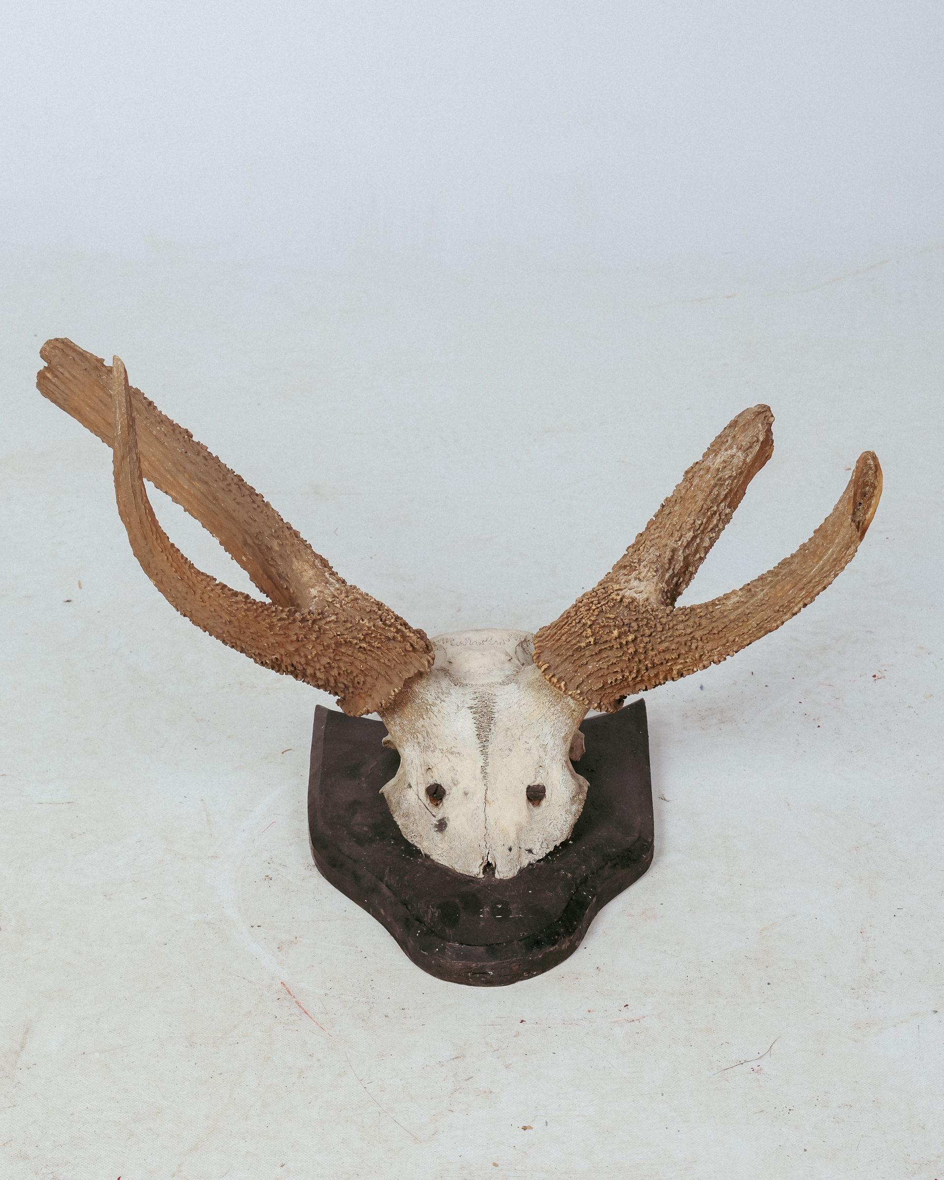 TD327 Deer Antler Trophy