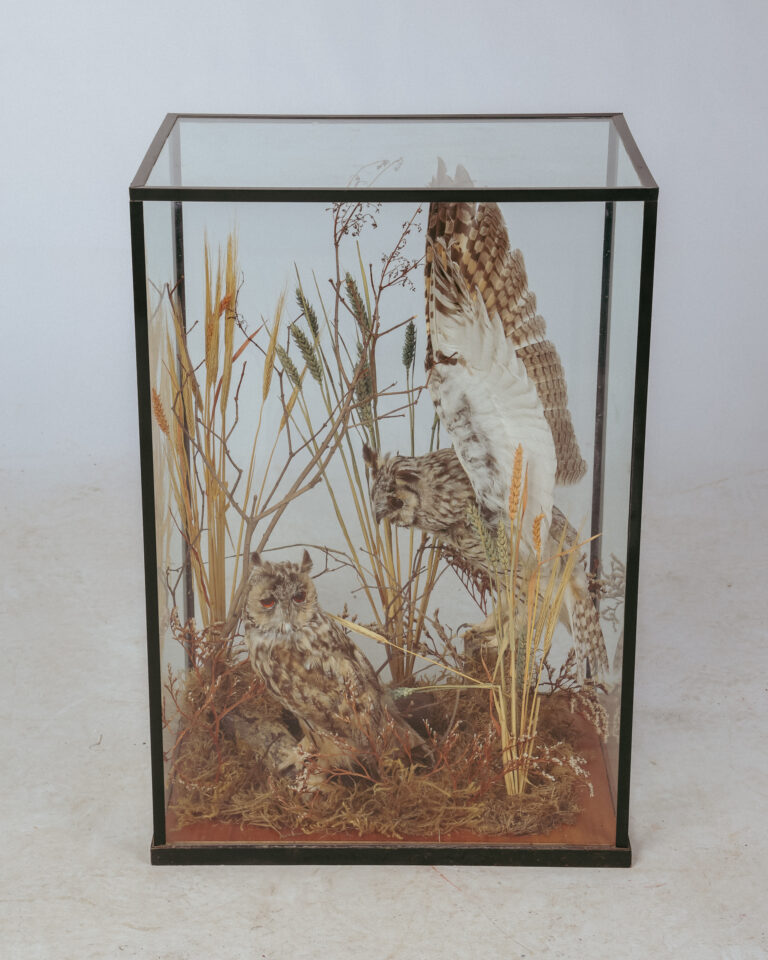 TD329 Display Case with 2 Long-Eared Owls