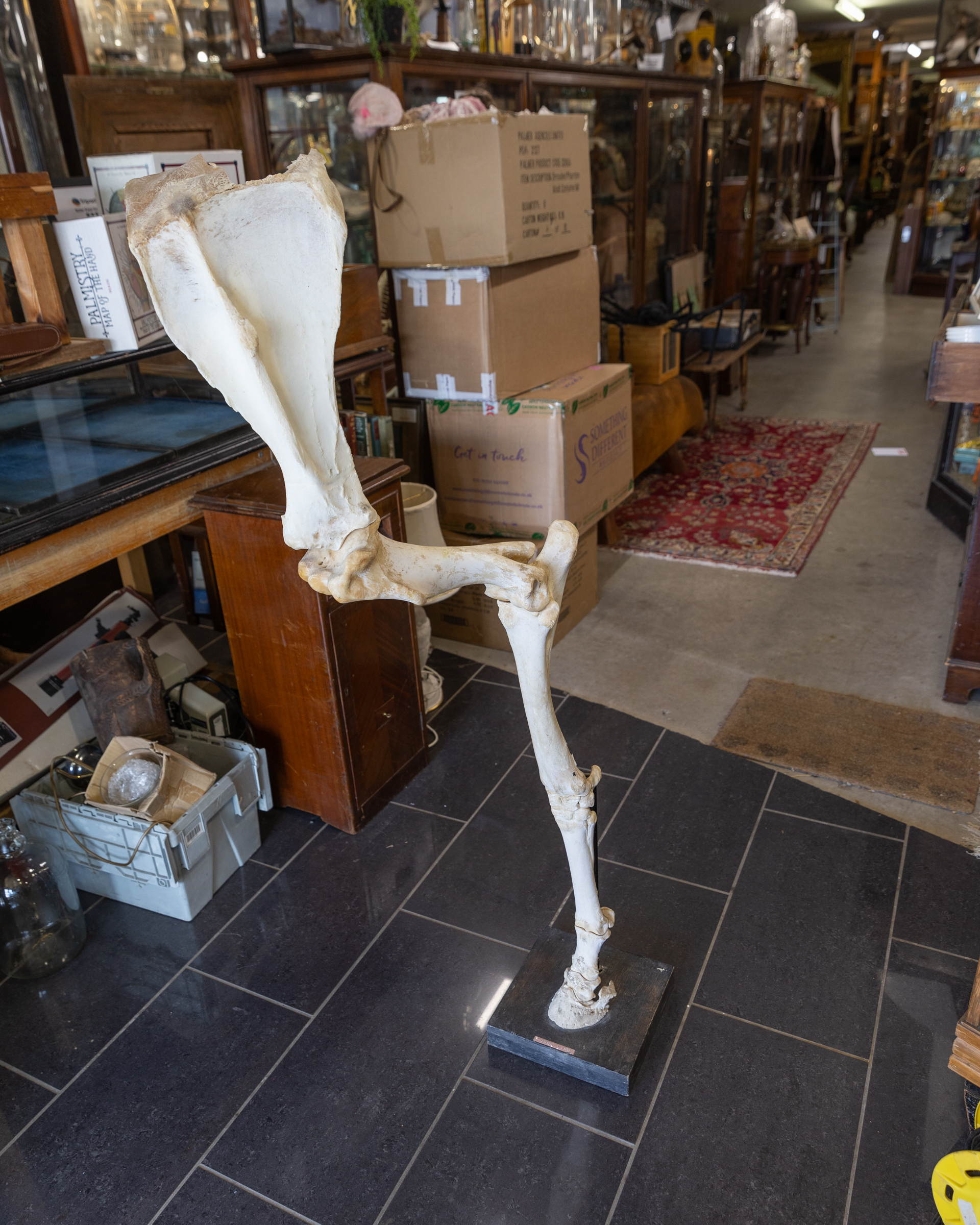 Mounted Horse Limb Skeleton Display
