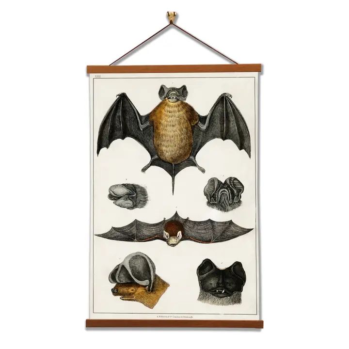 Framed Hanging Wall Art – Bats Collection